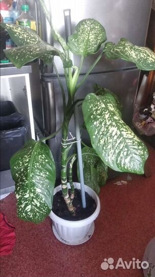 Диффенбахия пестрая (мкр щ)