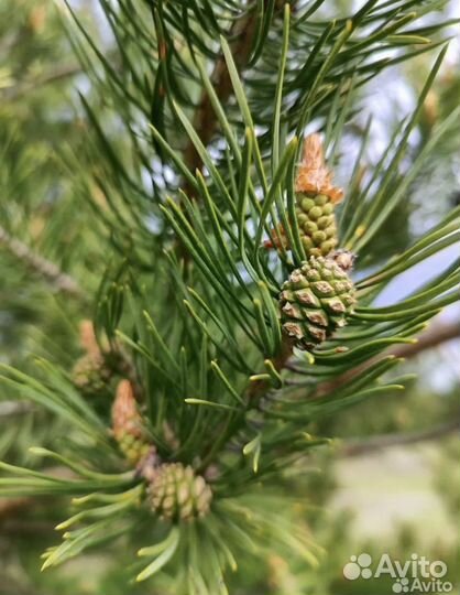 Продам сосоновые шишки