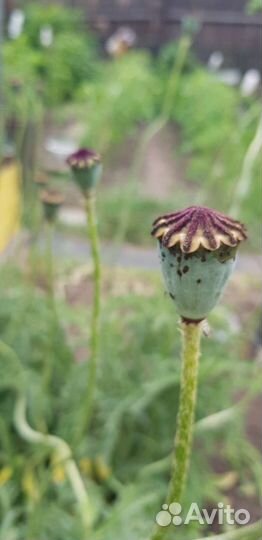 Мак садовый