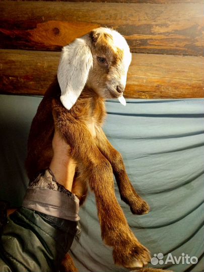 Продажа козлят