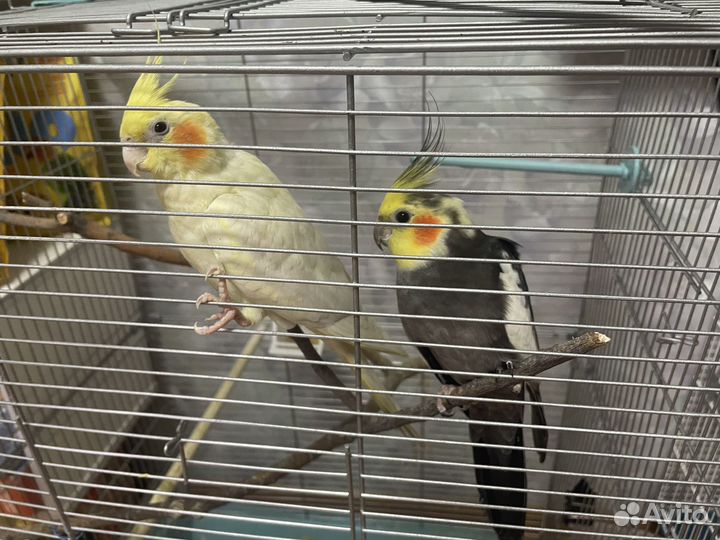 Корелла пара