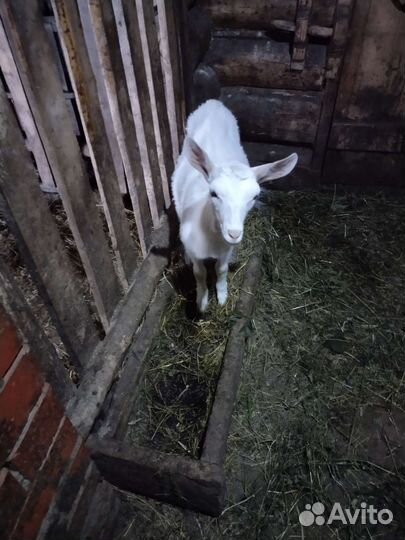 Зааненская дойная коза