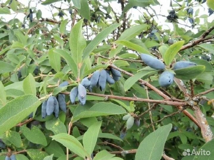 Саженцы Жимолость Нимфа