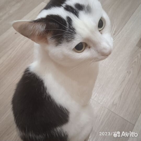 Отдам в добрые руки кота