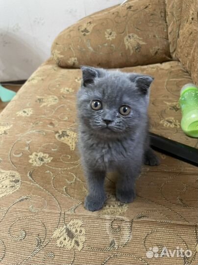 Британская кошка