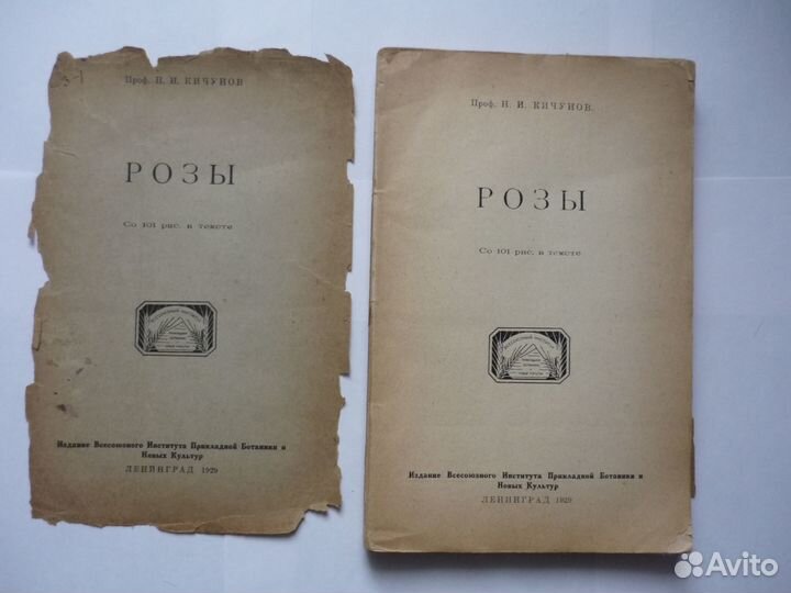 Кичунов Н.И. Розы 1929г