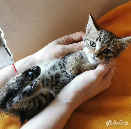 Красивый ласковый котенок