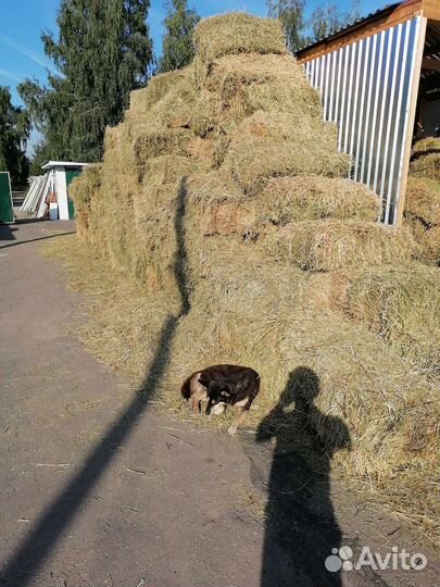 Сено есть