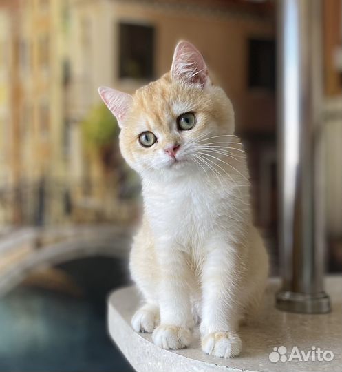 Золотые шиншиллы