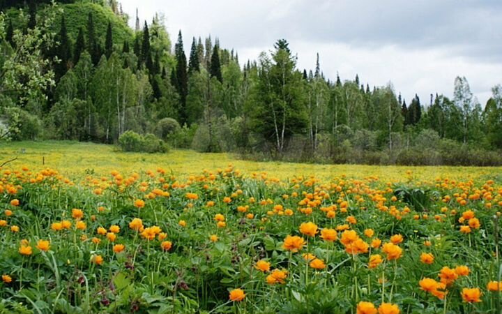 Участок 6 сот. (СНТ, ДНП)