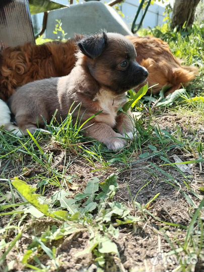 Щенки чихуахуа