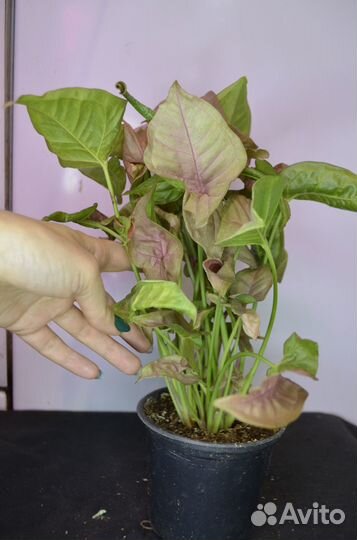 Сингониум неон