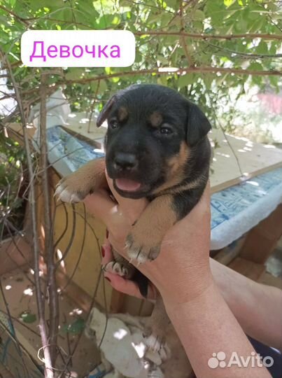 Щеночки 1,5 мес