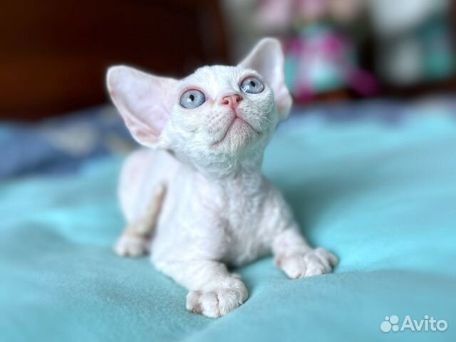 Замечательные котята Девон Рекс объявление продам