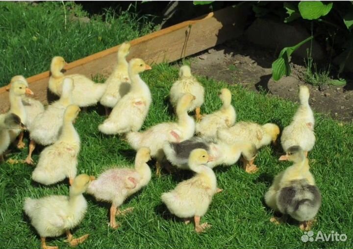 Гусята линда