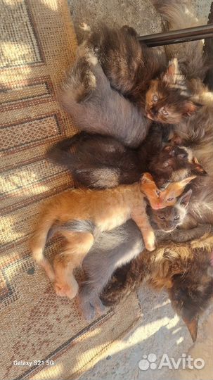 Мейн-кун митисы