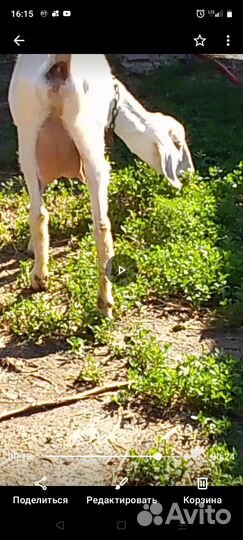 Коза дойная