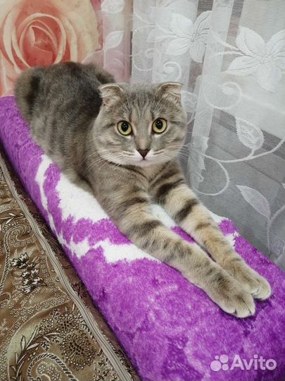 Отдам кота в добрые руки