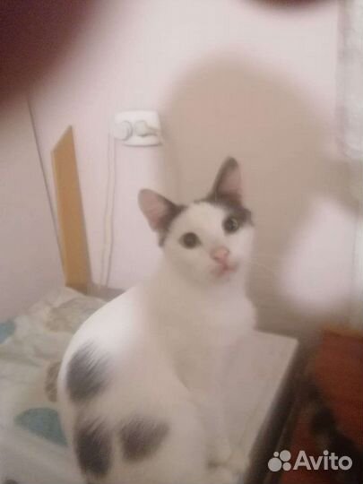 Котик
