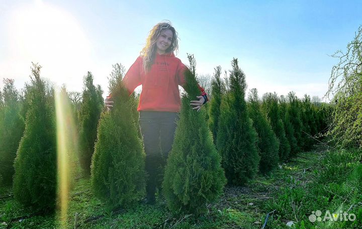 Туя Смарагд 120см для зеленой изгороди