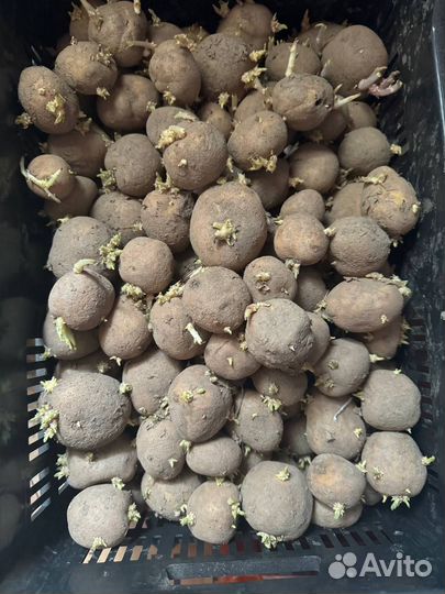 Семенной картофель