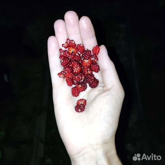 Малина Японская