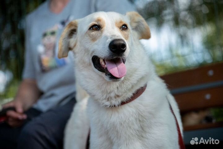 Собачка некрупная 45 см