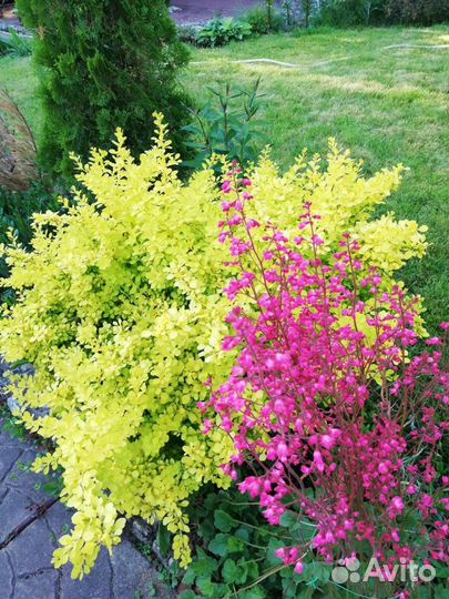 Кустарники декоративные