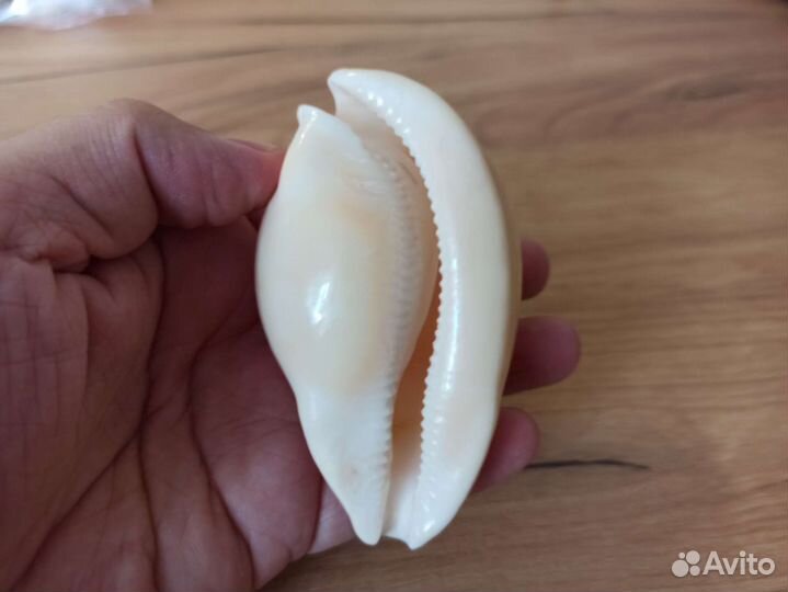 Морская раковина