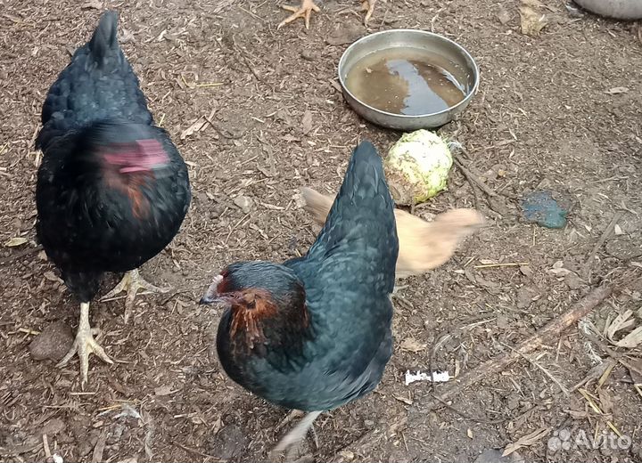 Куры молодки