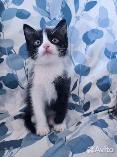 Очень милый игривый котенок мальчик