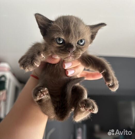 Бурманские котята