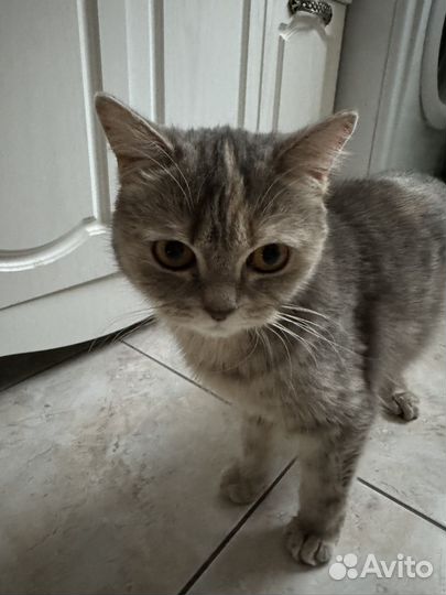 Британская кошка бесплатно