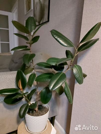 Комнатные цветы