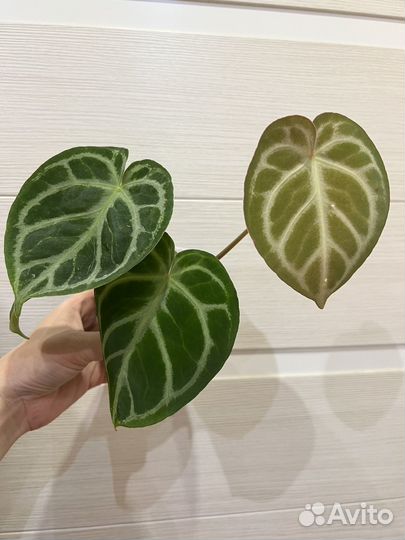 Антуриум Сильвер Блаш