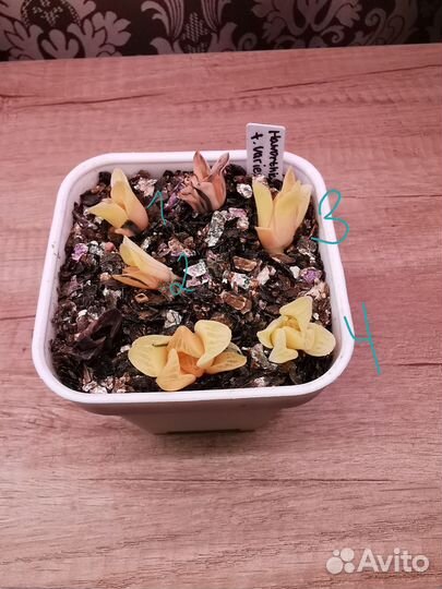 Суккуленты детки