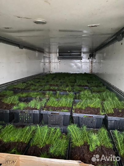 Зкс Сосна сеянцы Ели Лиственницы окс Голуб Горная