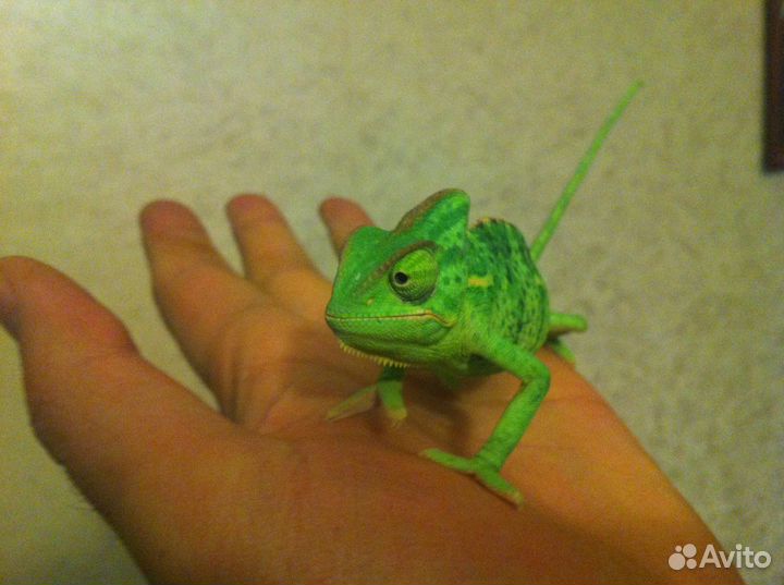 Йеменские хамелеоны