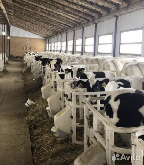 Бычки, Телята