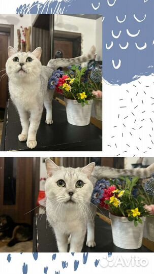 Милый котик в добрые руки