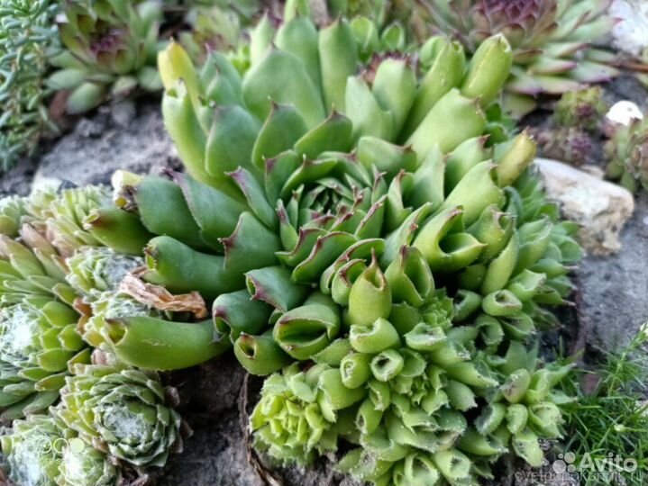 Покровные растения