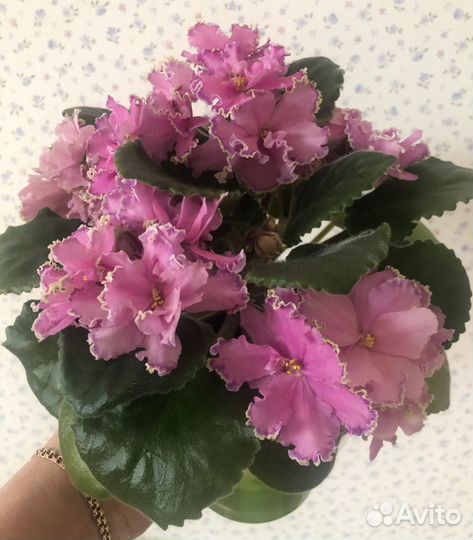 Сортовая фиалка, ав-Джоли