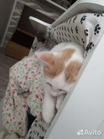 Котенек мальчик 4 месяца