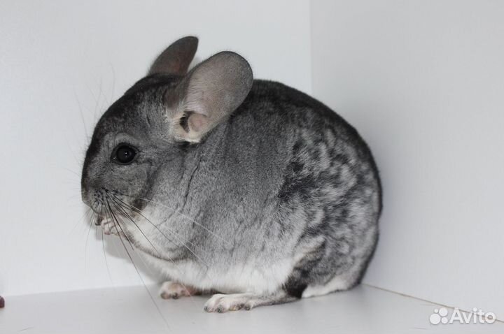 Шиншилла мальчик