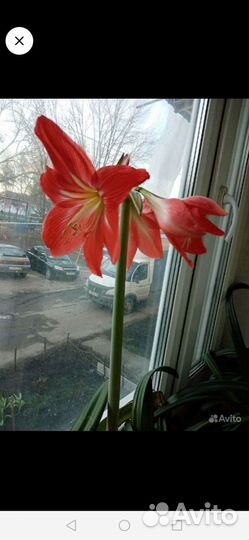 Гиппиаструм