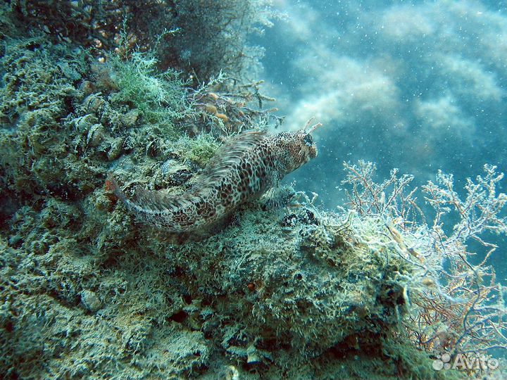 Дайвинг на день рождения, дайвинг экскурсиии