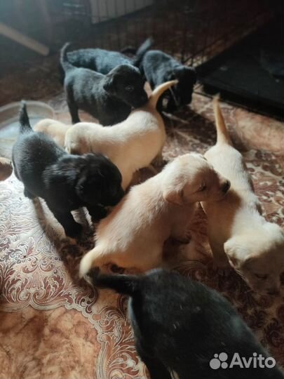 Щенки лабрадора ретривера