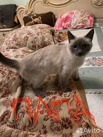 Невский маскарадный котенок