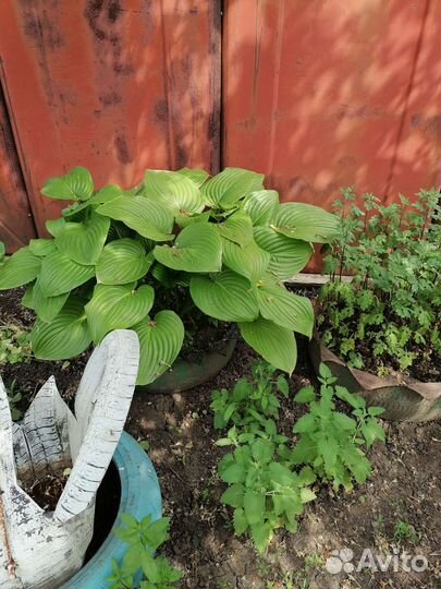 Хоста и ирисы