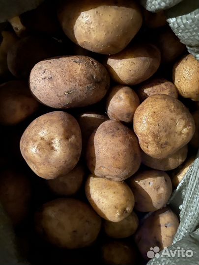 Семенной картофель